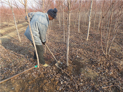 金楓綠化 美國紅楓價格走勢分析、苗木種植及技術(shù)咨詢一站式服務(wù)