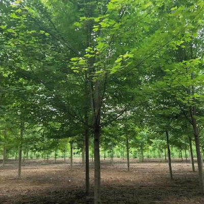 邳州紹剛苗木 十公分美國紅楓價格參考與種植養(yǎng)護(hù)指南