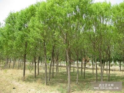 旱柳、絳柳、龍爪柳的生物特性與綜合養殖技術及種植咨詢指南